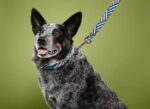 Black-Steel Grey KEEN Dog Collar Keen - Image 5